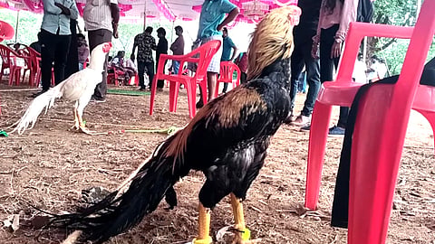 Roosters