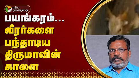 திருமாவின் காளை