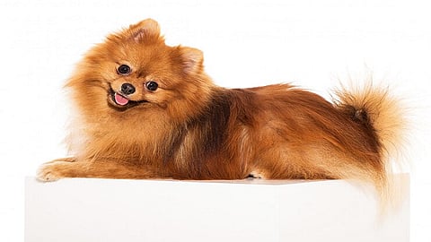 model image