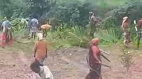 வெட்டப்பட்ட தென்னை மரக்கன்றுகள்
