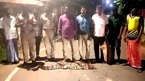 Crocodile rescued