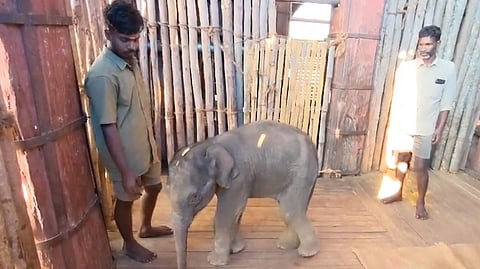 யானை குட்டி