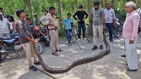 13 அடி நீள மலைப்பாம்பு