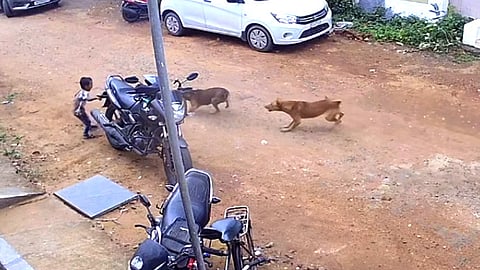 street dogs