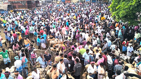 Goat market