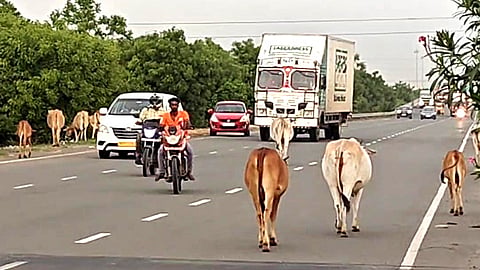 Cows