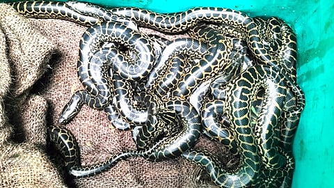 Anaconda