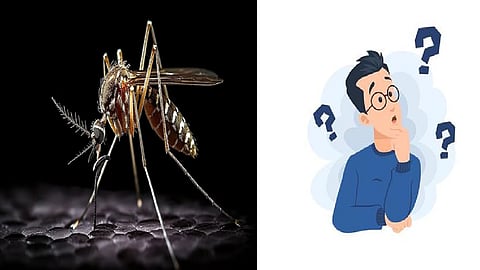 mosquitoes cause deaths per year increased