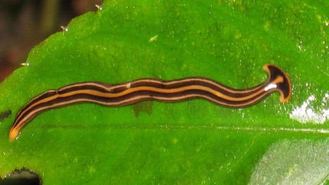 Poisonous Hammerhead worms