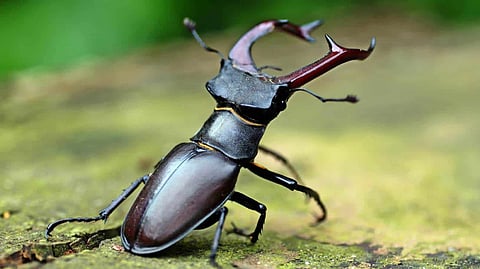 Stag Beetle  