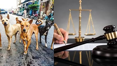 தெருநாய்கள்