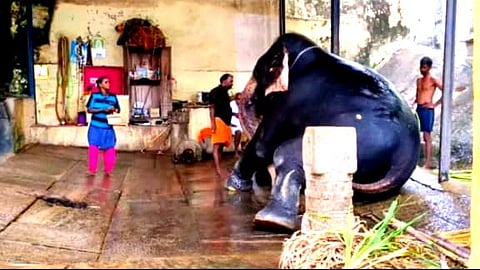 குன்றக்குடி கோயில் யானை