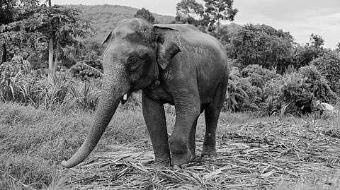 யானை
