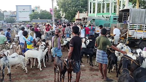 ஆடுகள் விற்பனை