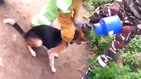 Dog rescued