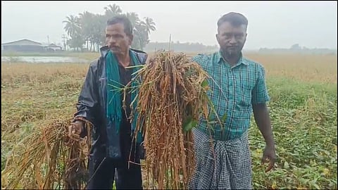 நீரில் மூழ்கிய நெற்பயிர்கள் 