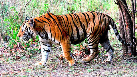 புலிகளின் எண்ணிக்கை அதிகரிப்பு