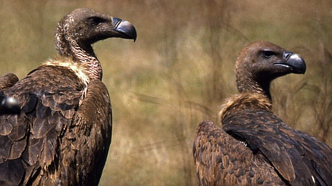 NIMESULIDE 