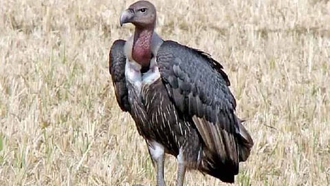 paru eagles safety and govt bans nimesulide banned 