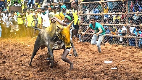 ஜல்லிக்கட்டு