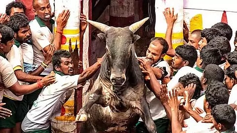  பாலமேடு ஜல்லிக்கட்டு