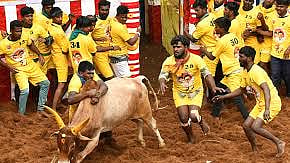 அலங்காநல்லூர் ஜல்லிக்கட்டு