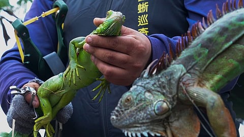 Taiwan government decides to kill green  iguanas