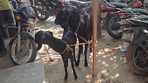 திருடப்பட்ட ஆடுகள்