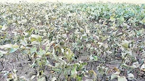 திருவண்ணாமலை 