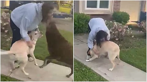  Sunita Williams Reunion With Her Dogs Is Viral