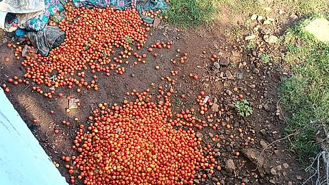 சாலையோரங்களில் கொட்டப்படும் தக்காளி