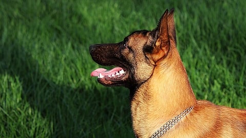 crpf dog stung 200 times by swarm of bees during anti maoist operation dies