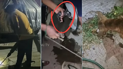 நாய் குட்டிகளுக்காக பாசப்போராட்டம் நடத்திய தாய் நாய்