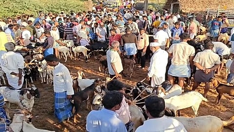 அதிக விலைக்கு விற்பனையான ஆடுகள்