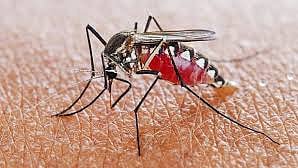 Scientists says on mosquitoes make new discovery