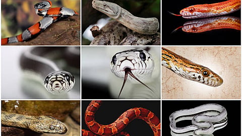 poisonous Snake 