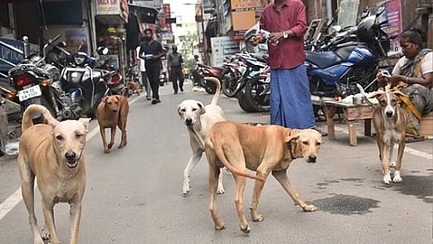 stray dogs