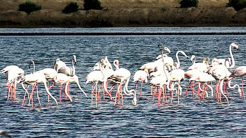 foreign birds increased in kodiakarai bird sanctuary
