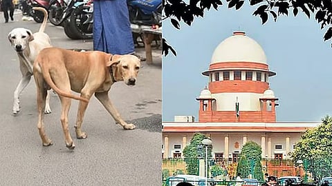 supreme court order remove stray dogs