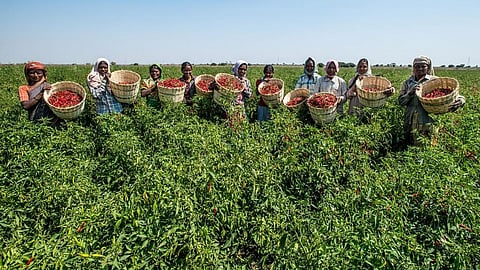 வேளாண் நிலப்பரப்பு