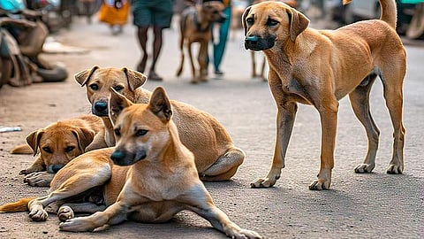 Madras High Court Issues Strong Order on Stray Dogs Menace
