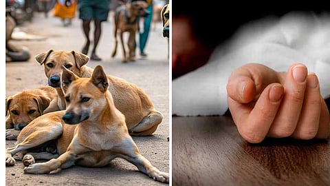 காஞ்சிபுரத்தில் நாய்கடித்து 15 வயது சிறுவன் பலி