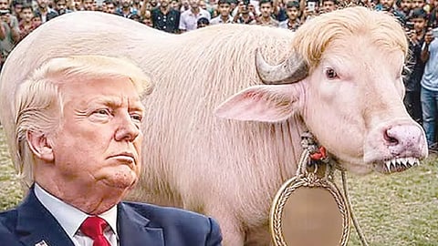 trump buffalo