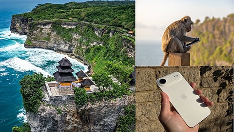 Bali Monkeys Target iPhones More Than Android Phones