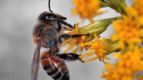 How Climate Change Is Endangering Bees and Global Agriculture
