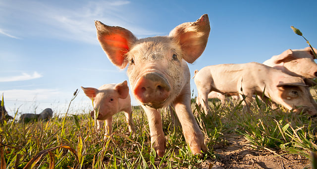 Animal-to-Human Disease