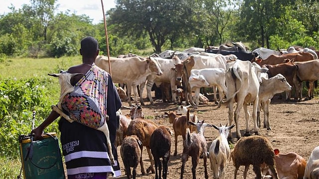 Animal-to-Human Disease