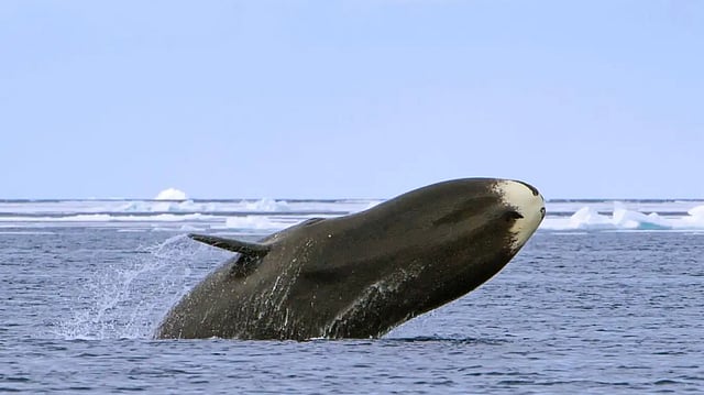 Bowhead whale 