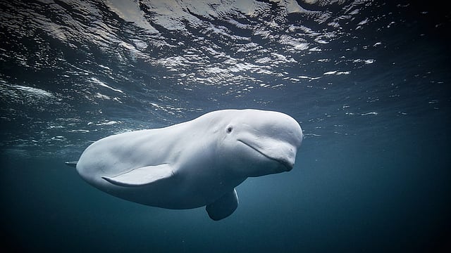Beluga whale 