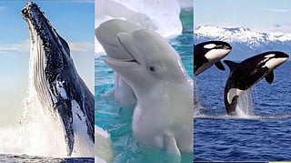 7 Amazing Whales That Help Keep Oceans Healthy